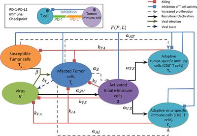 Modeling Oncolytic Viral Therapy, Immune Checkpoint Inhibition, and the Complex Dynamics of Innate and Adaptive Immunity in Glioblastoma Treatment